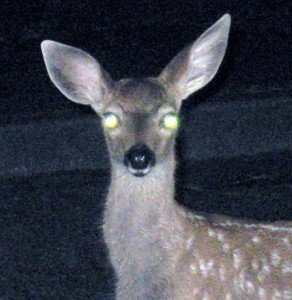 Graded Language-avoid the deer in headlights